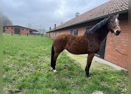 Oldenburg, Giumenta, 21 Anni, Baio scuro