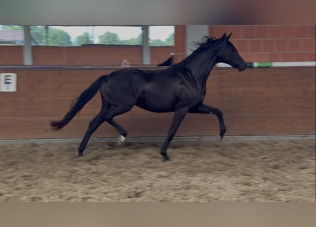 Oldenburg, Giumenta, 2 Anni, 165 cm, Morello