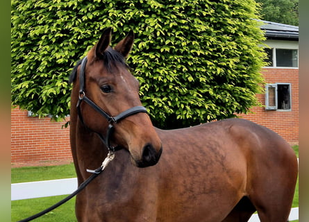Oldenburg, Giumenta, 2 Anni, 166 cm, Baio