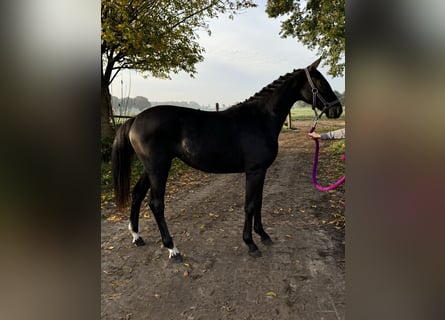 Oldenburg, Giumenta, 2 Anni, 166 cm, Baio nero