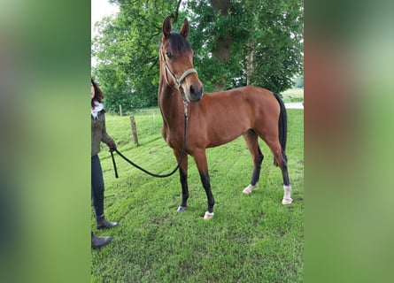 Oldenburg, Giumenta, 2 Anni, 168 cm, Baio