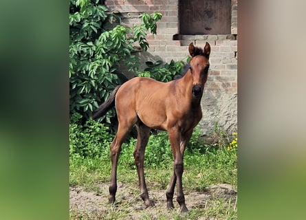 Oldenburg, Giumenta, 2 Anni, 169 cm, Baio nero