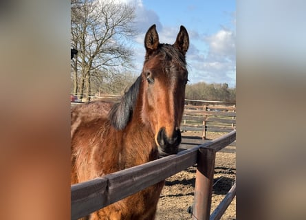 Oldenburg, Giumenta, 2 Anni, 170 cm, Baio