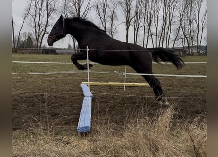 Oldenburg, Giumenta, 2 Anni, 172 cm, Grigio ferro