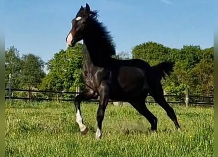 Oldenburg, Giumenta, 2 Anni, 173 cm, Baio nero