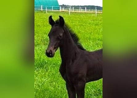 Oldenburg, Giumenta, 2 Anni, Baio nero