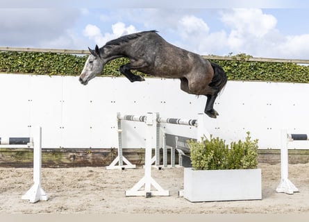 Oldenburg, Giumenta, 3 Anni, 159 cm, Grigio