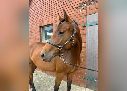 Oldenburg, Giumenta, 3 Anni, 160 cm, Baio