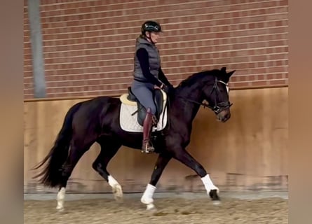 Oldenburg, Giumenta, 3 Anni, 160 cm, Baio scuro