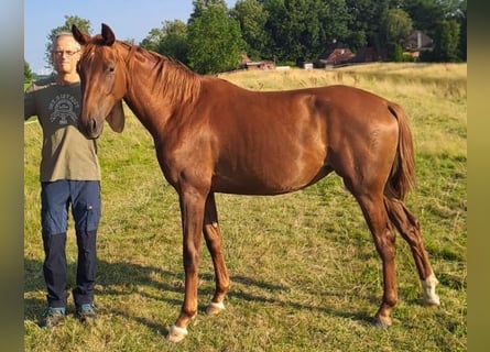 Oldenburg, Giumenta, 3 Anni, 160 cm, Sauro