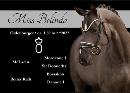 Oldenburg, Giumenta, 3 Anni, 162 cm, Baio nero
