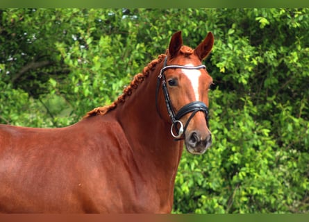 Oldenburg, Giumenta, 3 Anni, 162 cm, Sauro