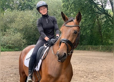 Oldenburg, Giumenta, 3 Anni, 164 cm, Baio