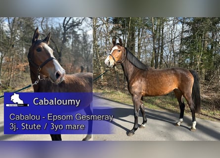 Oldenburg, Giumenta, 3 Anni, 164 cm, Baio