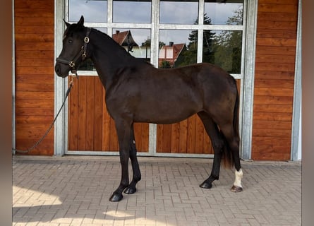 Oldenburg, Giumenta, 3 Anni, 164 cm, Morello