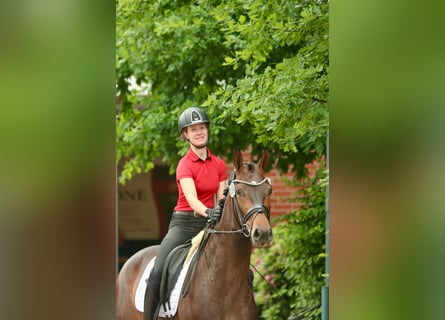 Oldenburg, Giumenta, 3 Anni, 166 cm, Baio