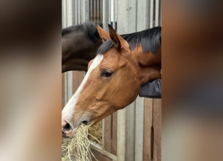 Oldenburg, Giumenta, 3 Anni, 166 cm, Baio