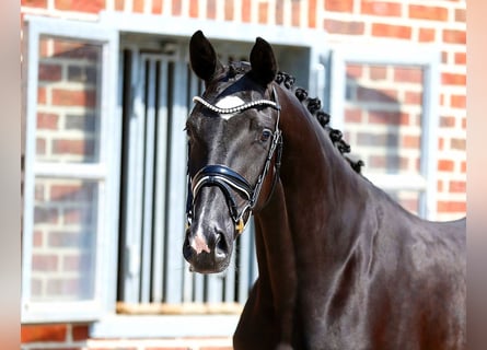 Oldenburg, Giumenta, 3 Anni, 166 cm, Morello