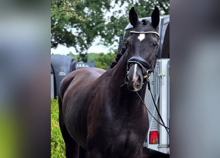 Oldenburg, Giumenta, 3 Anni, 166 cm, Morello