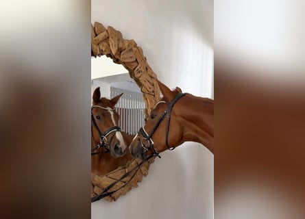 Oldenburg, Giumenta, 3 Anni, 166 cm, Sauro