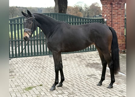 Oldenburg, Giumenta, 3 Anni, 167 cm, Baio scuro