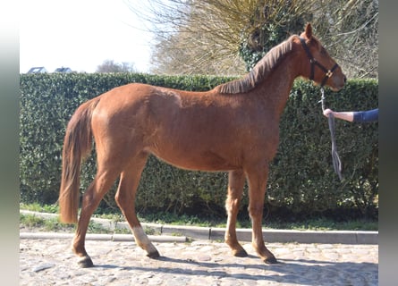 Oldenburg, Giumenta, 3 Anni, 167 cm, Sauro