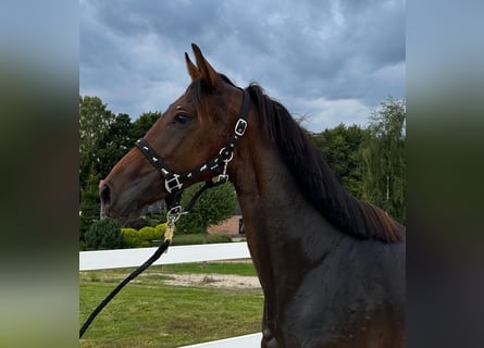 Oldenburg, Giumenta, 3 Anni, 168 cm, Baio ciliegia