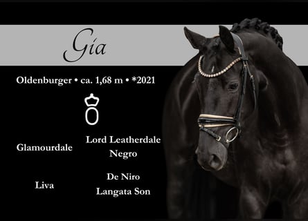 Oldenburg, Giumenta, 3 Anni, 168 cm, Morello