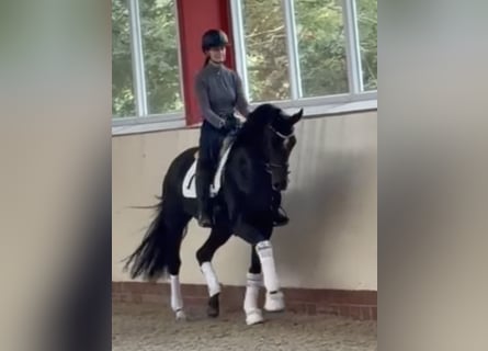 Oldenburg, Giumenta, 3 Anni, 169 cm, Baio scuro