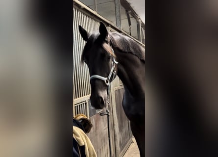 Oldenburg, Giumenta, 3 Anni, 169 cm, Morello