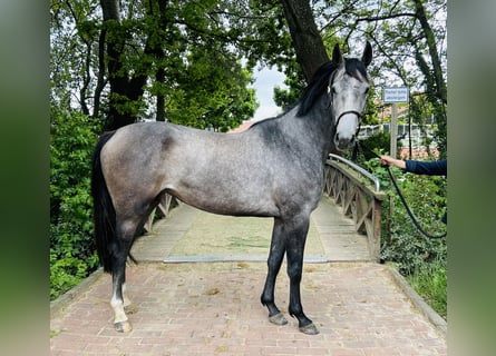Oldenburg, Giumenta, 3 Anni, 170 cm, Grigio