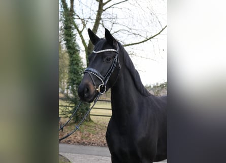 Oldenburg, Giumenta, 3 Anni, 170 cm, Morello