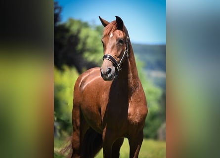 Oldenburg, Giumenta, 3 Anni, 170 cm, Sauro