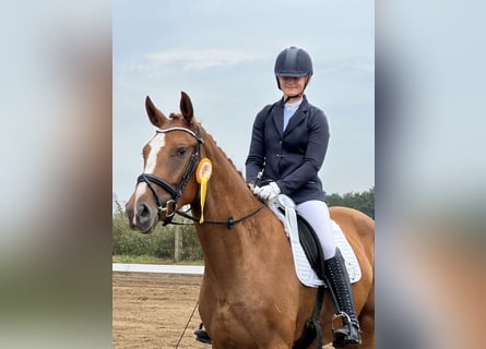 Oldenburg, Giumenta, 3 Anni, 170 cm, Sauro