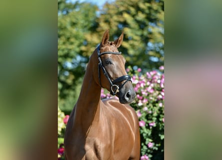 Oldenburg, Giumenta, 3 Anni, 170 cm, Sauro