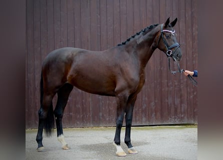 Oldenburg, Giumenta, 3 Anni, 171 cm, Morello