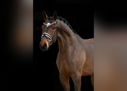 Oldenburg, Giumenta, 3 Anni, 173 cm, Baio