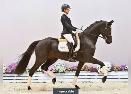 Oldenburg, Giumenta, 3 Anni, 175 cm, Morello