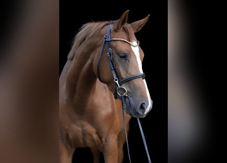 Oldenburg, Giumenta, 4 Anni, 162 cm, Sauro