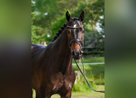 Oldenburg, Giumenta, 4 Anni, 163 cm, Baio scuro