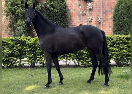 Oldenburg, Giumenta, 4 Anni, 163 cm, Baio scuro