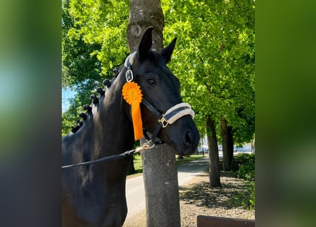 Oldenburg, Giumenta, 4 Anni, 164 cm, Baio nero