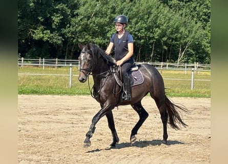 Oldenburg, Giumenta, 4 Anni, 164 cm, Grigio