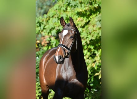 Oldenburg, Giumenta, 4 Anni, 165 cm, Baio