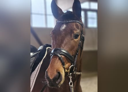 Oldenburg, Giumenta, 4 Anni, 165 cm, Baio