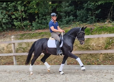 Oldenburg, Giumenta, 4 Anni, 165 cm, Baio nero