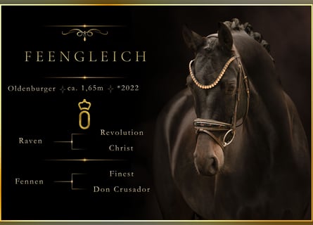 Oldenburg, Giumenta, 4 Anni, 165 cm, Baio nero