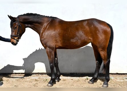Oldenburg, Giumenta, 4 Anni, 165 cm, Baio scuro
