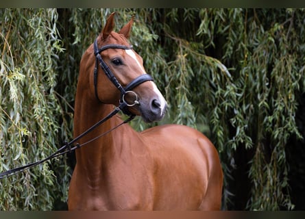 Oldenburg, Giumenta, 4 Anni, 165 cm, Sauro