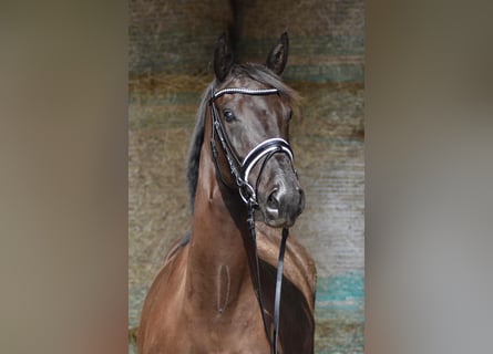 Oldenburg, Giumenta, 4 Anni, 166 cm, Baio nero